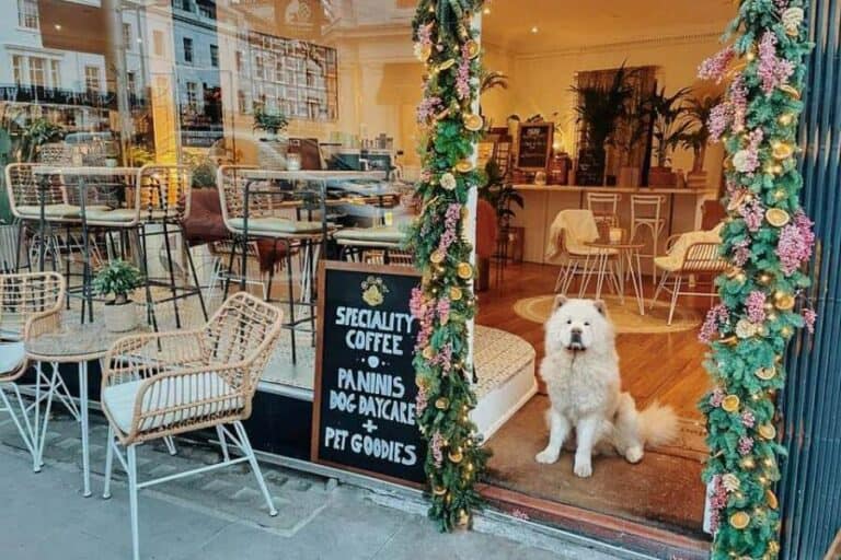 The Best Dog Cafés in London